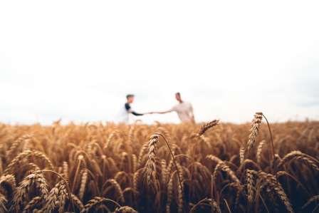 Two people shaking hands in a wheat field