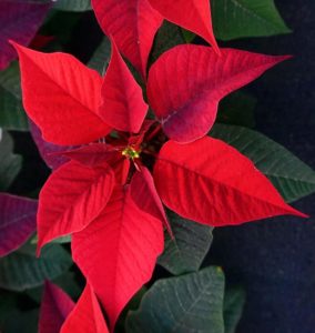 poinsettia