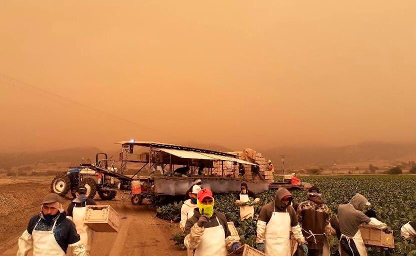 Farmworkers in a smoky field